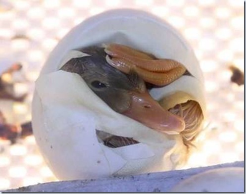 clip_image004 clip_image004