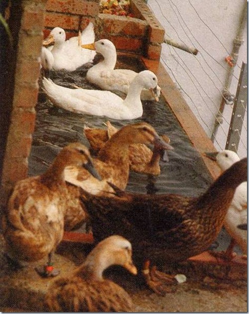 clip_image016 clip_image016