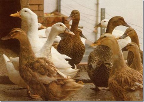 clip_image044 clip_image044