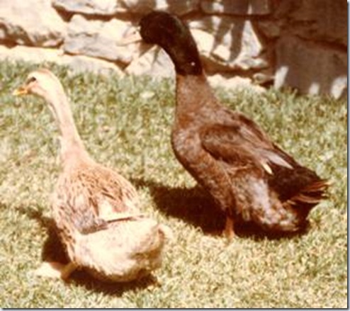 clip_image054 clip_image054