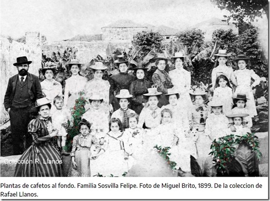 Plantas de caf&eacute;